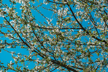 Knospe Frühling