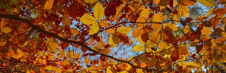 autumn leaves - tree in autumn