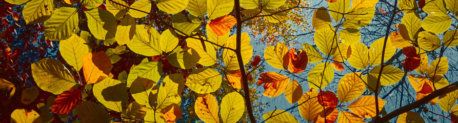 background with leaves