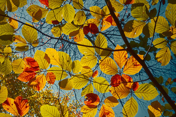 autumn leaves in the sky