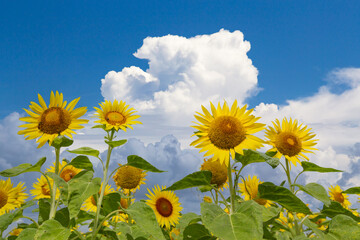 ひまわりの花と入道雲　真夏イメージ