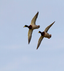 Wilde Eend, Mallard, Anas platyrhynchos