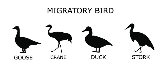 silhouettes of migratory birds.  vector illustration .  silhouette of a goose, crane, duck, stork.set of birds
