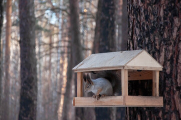 Squirrel in the winter forest