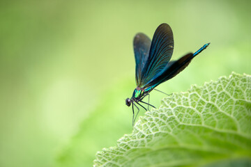 Beautiful damselfly Calopteryx virgo in the early morning before sunrise on a blade of grass