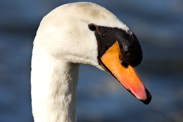 Knobbelzwaan, Mute Swan, Cygnus olor