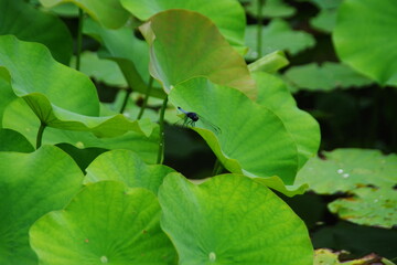 トンボがとまる蓮の葉