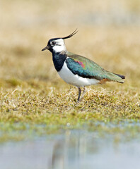Kievit, Northern Lapwing; Vanellus vanellus