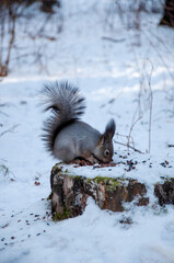 Squirrel in the winter forest