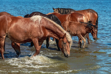 red horses at a watering hole stand in the water in the lake