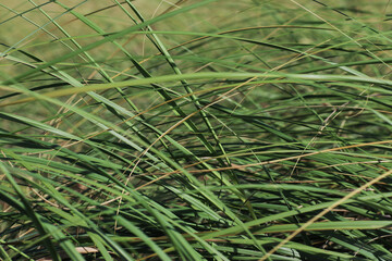 Grass field moving in the wind