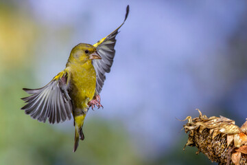 Grünfink (Carduelis chloris) im Anflug