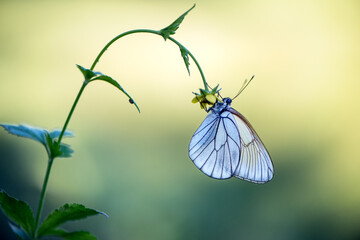 Aporia crataegi butterfly on a  wild flower early in the morning waiting for the first rays of the sun