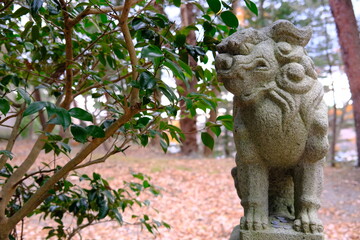 Fototapeta na wymiar 神社の狛犬