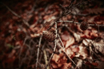 close up of a pine cone