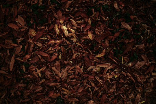 autumn leaves on ground