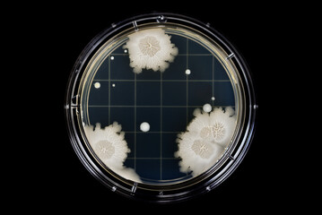 寒天培地に生えた微生物