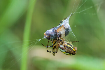 Wespenspinne (Argiope bruennichii) spinnt  Beute ein