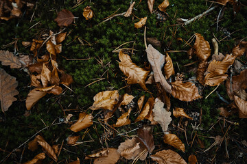 autumn leaves on ground