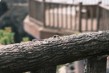 手すりに止まるトンボ