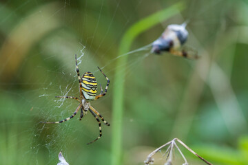 Wespenspinne (Argiope bruennichii) mit Beute