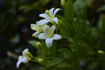 Obraz na płótnie Canvas White flowers in garden