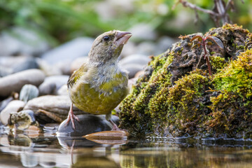 Grünfink (Carduelis chloris)