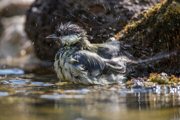 Kohlmeise (parus major)