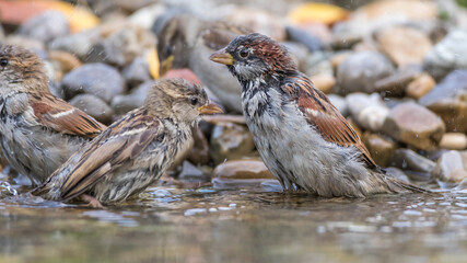 Haussperlinge (Passer domesticus) beim Baden