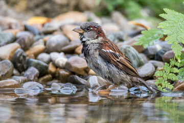 Haussperling (Passer domesticus) Männchen