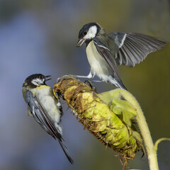 Kohlmeise (parus major)