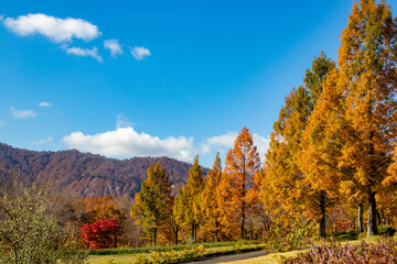 綺麗な青空と紅葉の風景