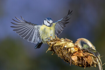 Blaumeise (Cyanistes caeruleus)  beim Landeanflug
