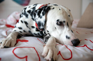 Dalmatian dog misses its owner. The dog lies on the owner's bed and waits for him.