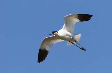 Kluut, Pied Avocet, Recurvirostra avosetta