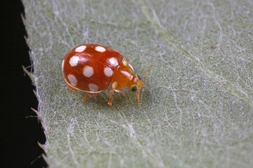 ladybug on green leaves, North China
