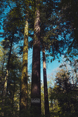 Fototapeta premium Baun