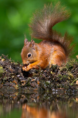 Eekhoorn, Red Squirrel, Sciurus vulgaris