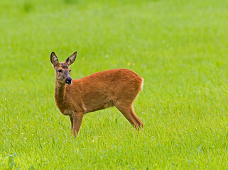 Ree, Roe Deer, Capreolus capreolus