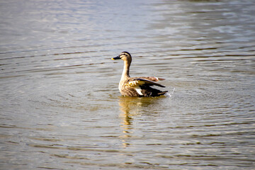 池で羽ばたくカルガモ