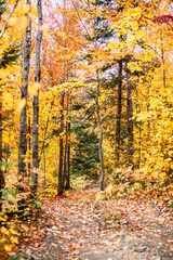 Scenic autumn pathway in Canada