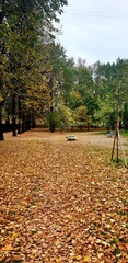 Autumn park, fallen yellow leaves cover the ground.