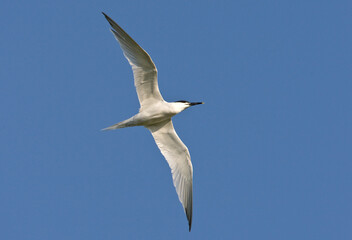 Grote stern, Sandwich Tern, Sterna sandvicensis