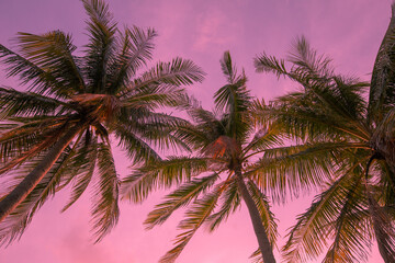 Naklejka na ściany i meble Toned background tropical view from below on palm trees. For travel design. Pink background,