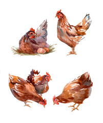 set of chicken