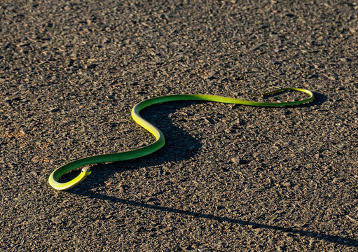 Close-Up of a Green Snake on a Dark Background - Philodryas olfersii  - cobra verde - cobra cipo 