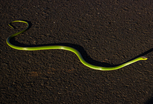 Green snake sunning on asphalt - Philodryas olfersii  - cobra verde - cobra cipo 