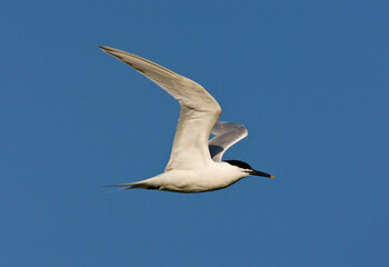 Grote stern, Sandwich Tern, Sterna sandvicensis