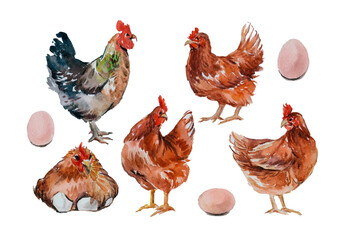 set of chicken, eggs and hen
