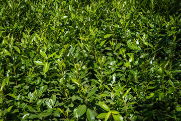 Evergreen Prunus lusitanica (Portuguese laurel) on artificial hill around the 